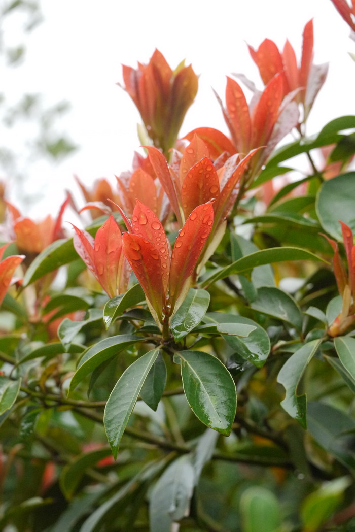 浙江润楠Machilus chekiangensis 浙江润楠Machilus chekiangensis