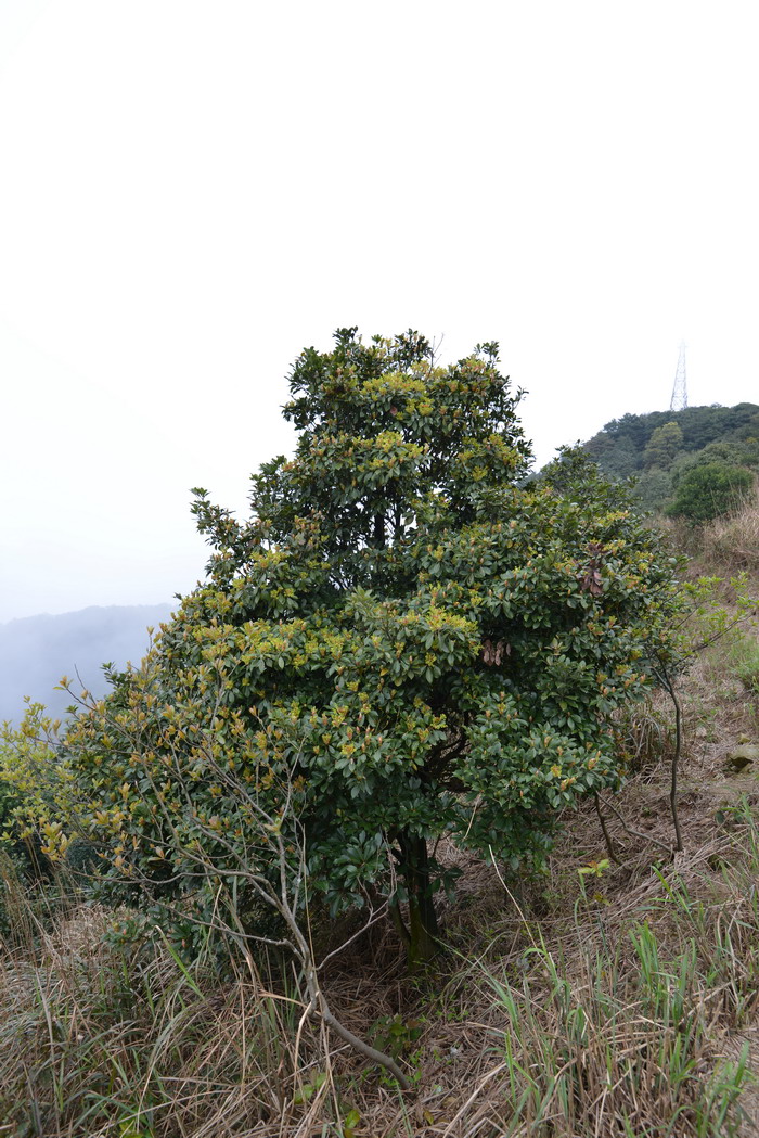 浙江润楠Machilus chekiangensis 浙江润楠Machilus chekiangensis