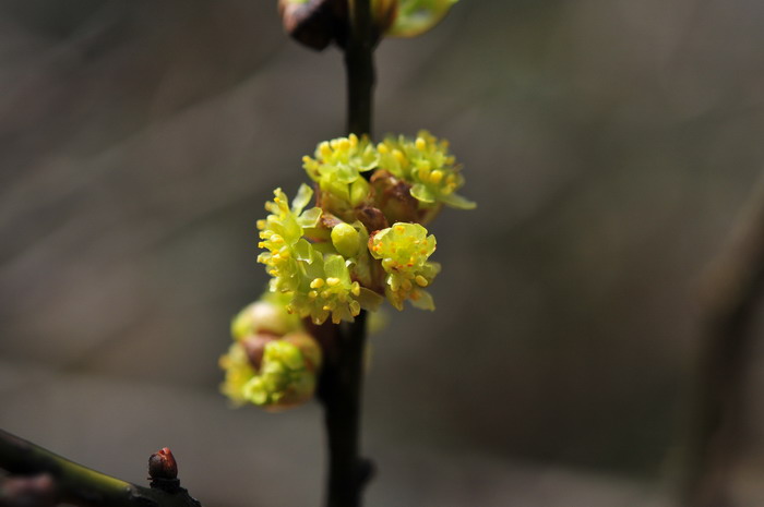 三桠乌药Lindera obtusiloba