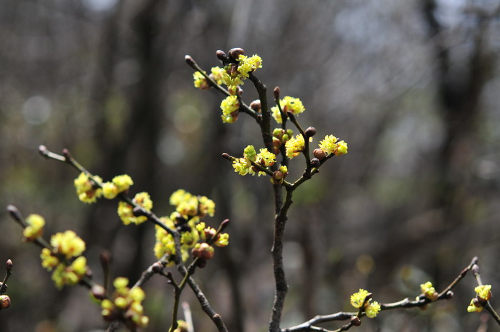 三桠乌药Lindera obtusiloba