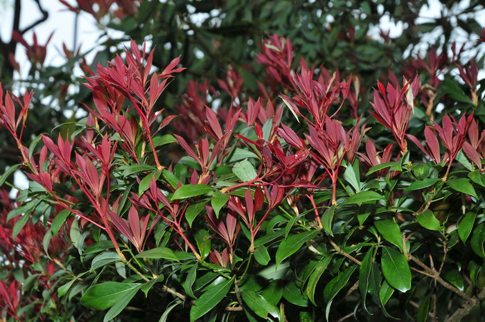 短序润楠Machilus breviflora