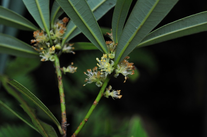 短序润楠Machilus breviflora 短序润楠Machilus breviflora