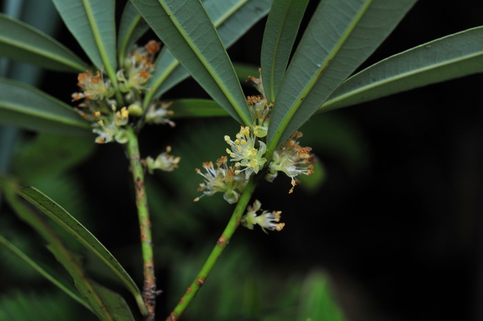 短序润楠Machilus breviflora