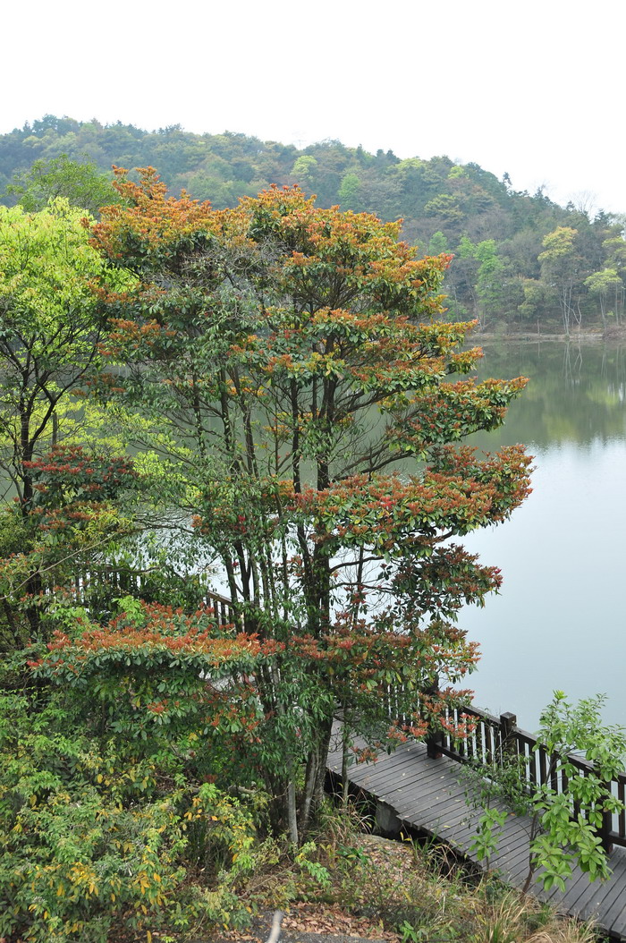 短序润楠Machilus breviflora