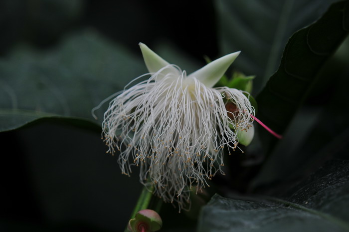 滨玉蕊Barringtonia asiatica 滨玉蕊Barringtonia asiatica