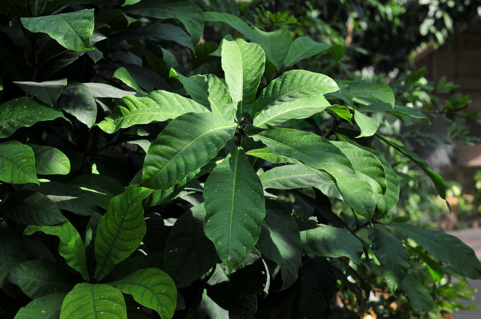 滨玉蕊Barringtonia asiatica 滨玉蕊Barringtonia asiatica