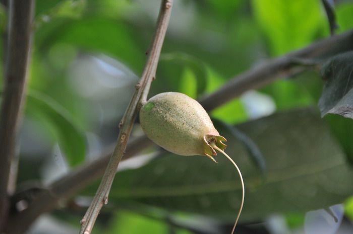 滨玉蕊Barringtonia asiatica