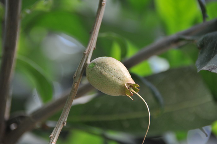 滨玉蕊Barringtonia asiatica 滨玉蕊Barringtonia asiatica