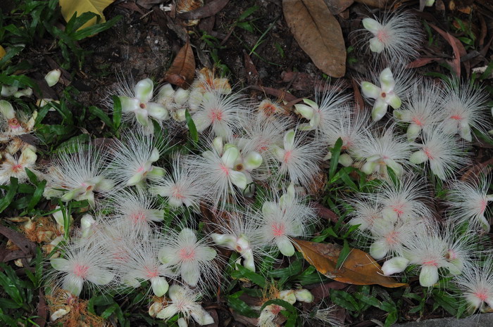 梭果玉蕊Barringtonia fusicarpa 梭果玉蕊Barringtonia fusicarpa