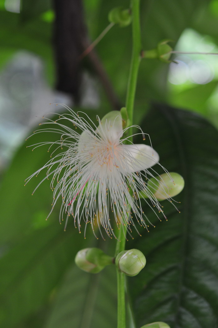 梭果玉蕊Barringtonia fusicarpa 梭果玉蕊Barringtonia fusicarpa