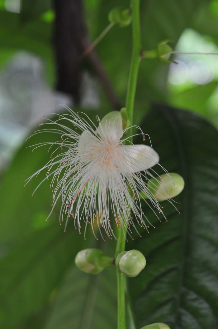 梭果玉蕊Barringtonia fusicarpa