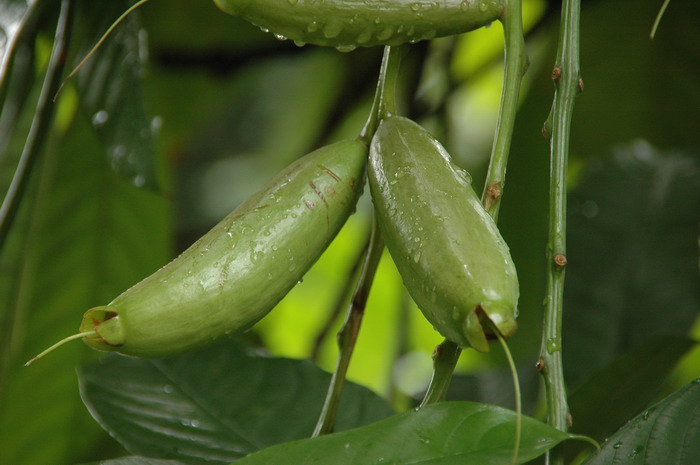 梭果玉蕊Barringtonia fusicarpa