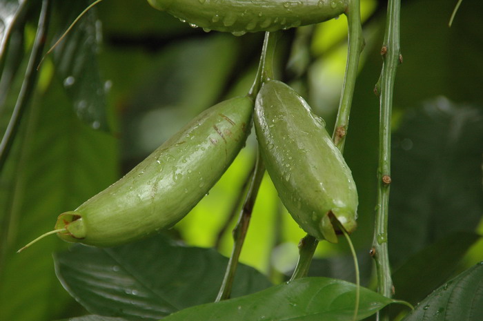 梭果玉蕊Barringtonia fusicarpa 梭果玉蕊Barringtonia fusicarpa