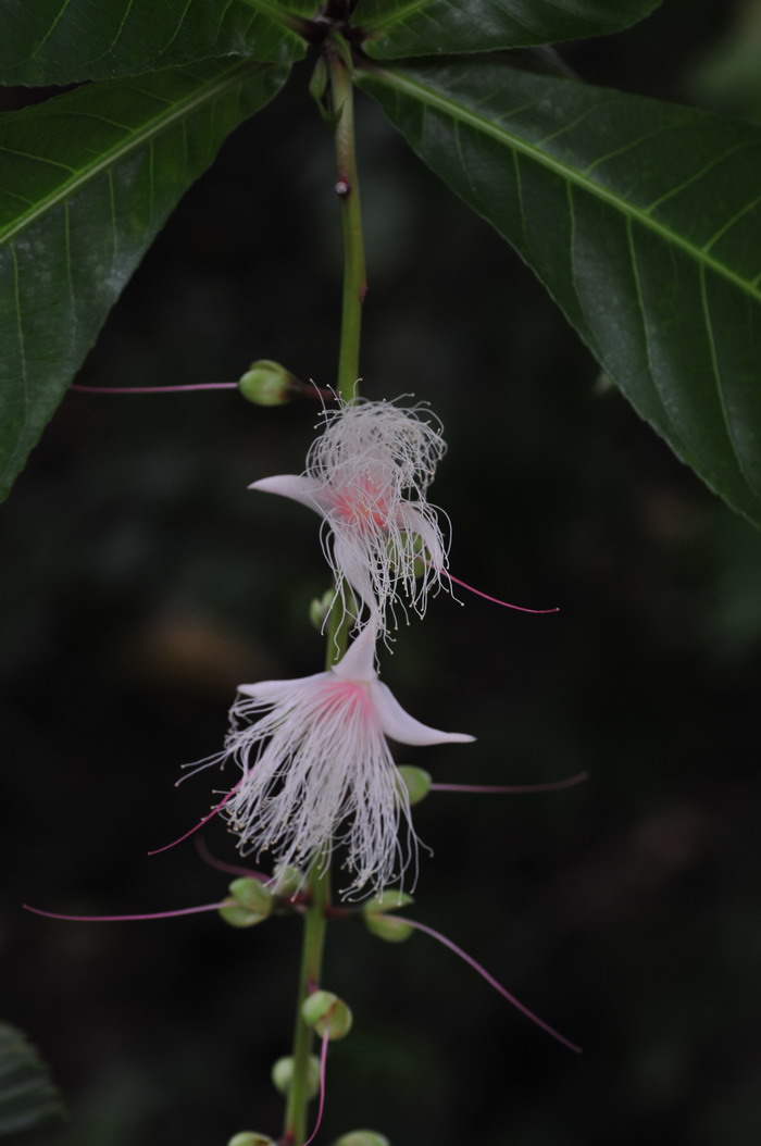 大果玉蕊Barringtonia macrocarpa 大果玉蕊Barringtonia macrocarpa