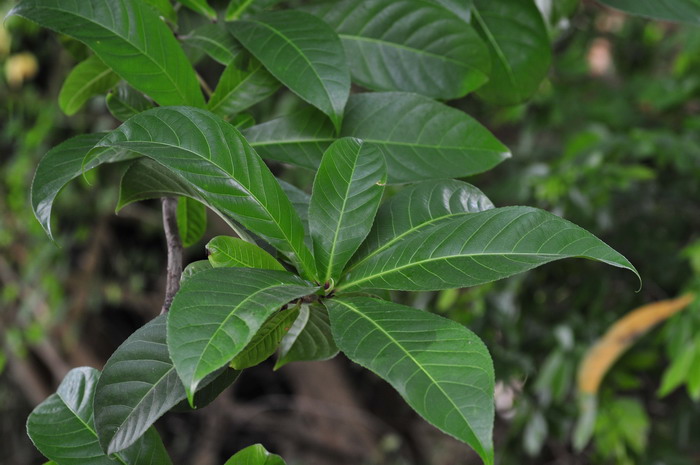 大果玉蕊Barringtonia macrocarpa 大果玉蕊Barringtonia macrocarpa