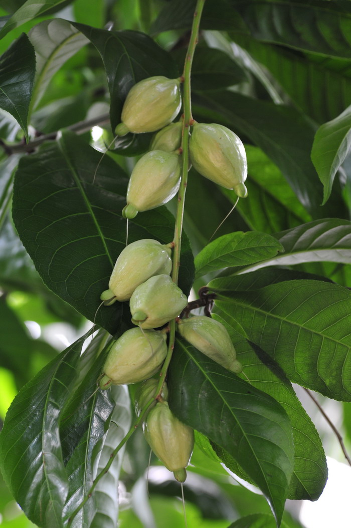 大果玉蕊Barringtonia macrocarpa