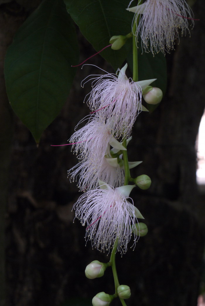 玉蕊Barringtonia racemosa 玉蕊Barringtonia racemosa