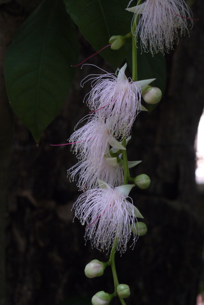 玉蕊Barringtonia racemosa