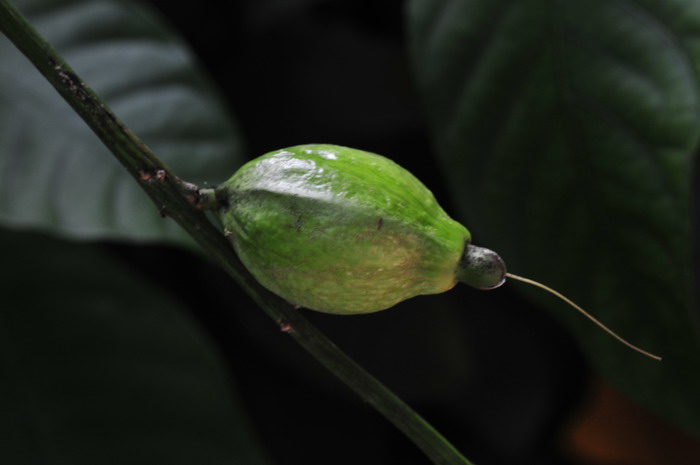 玉蕊Barringtonia racemosa