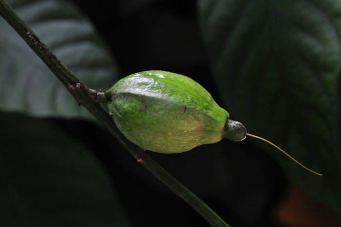 玉蕊Barringtonia racemosa 玉蕊Barringtonia racemosa