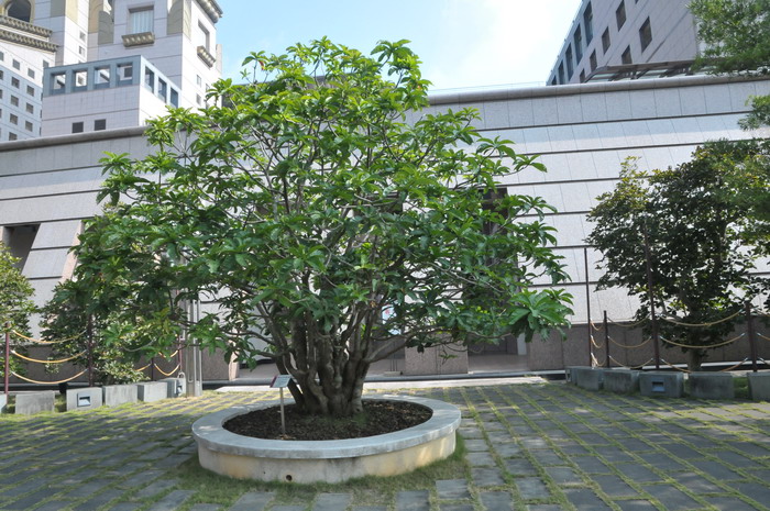 玉蕊Barringtonia racemosa