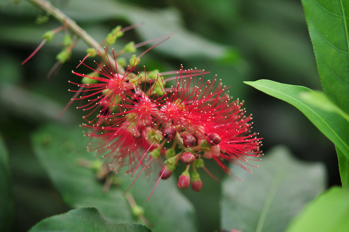 红花玉蕊Barringtonia reticulata 红花玉蕊Barringtonia reticulata