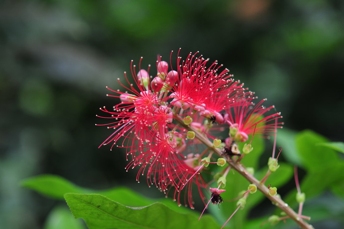 红花玉蕊Barringtonia reticulata 红花玉蕊Barringtonia reticulata