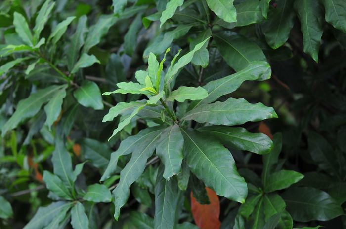 红花玉蕊Barringtonia reticulata