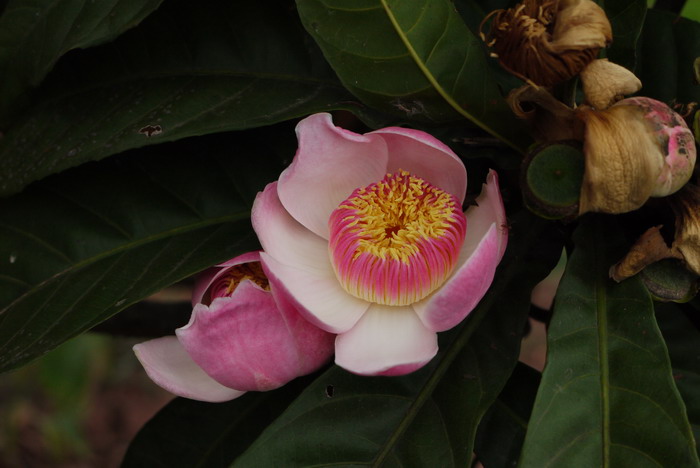 莲玉蕊Gustavia superba 莲玉蕊Gustavia superba
