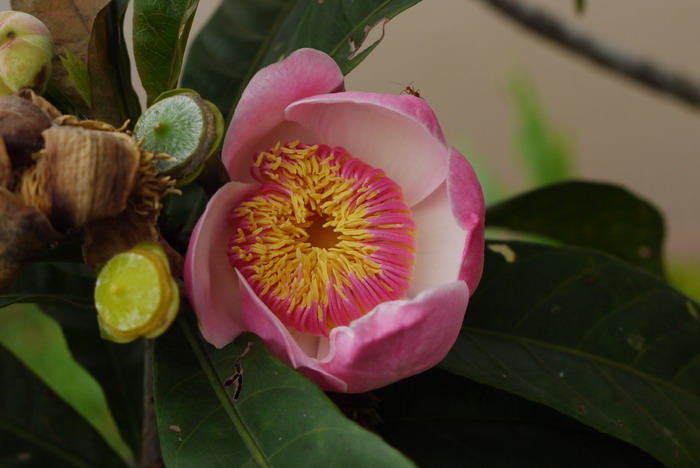 莲玉蕊Gustavia superba 莲玉蕊Gustavia superba