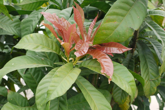莲玉蕊Gustavia superba 莲玉蕊Gustavia superba