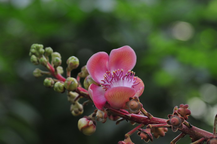 炮弹果Couroupita guianensis