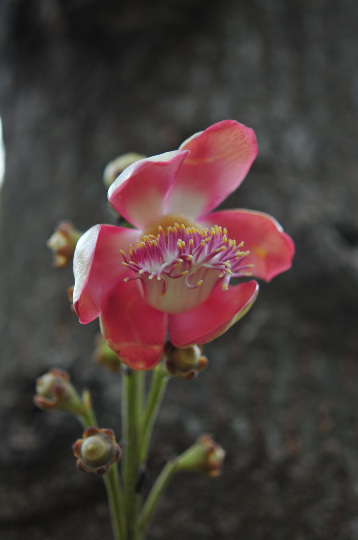 炮弹果Couroupita guianensis 炮弹果Couroupita guianensis