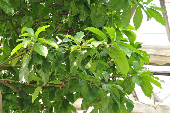 炮弹果Couroupita guianensis