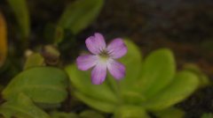苹果捕虫堇Pinguicula agnata x potosiensis