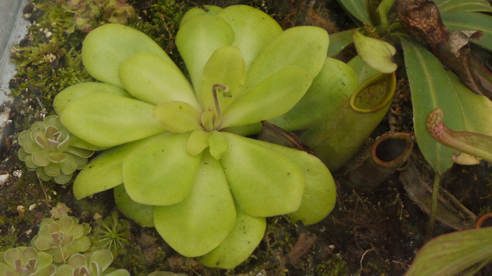 苹果捕虫堇Pinguicula agnata x potosiensis