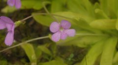 阿芙萝狄蒂捕虫堇Pinguicula Aphrodite