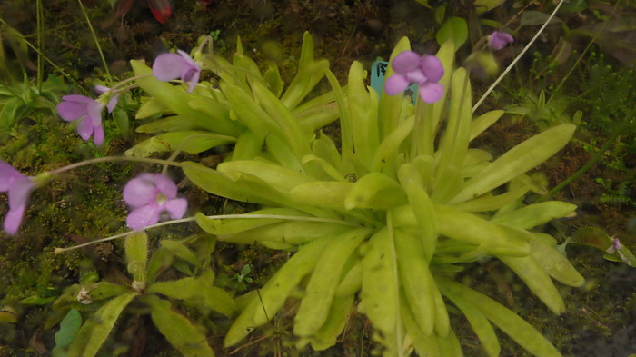 阿芙萝狄蒂捕虫堇Pinguicula Aphrodite 阿芙萝狄蒂捕虫堇Pinguicula Aphrodite