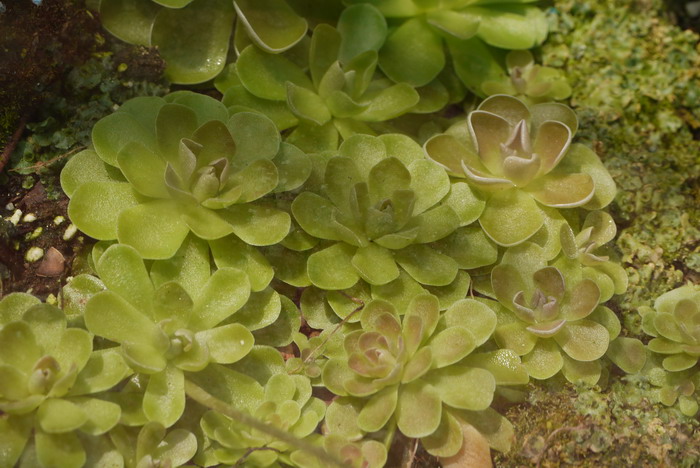 捕虫堇Pinguicula ehlersiae 捕虫堇Pinguicula ehlersiae