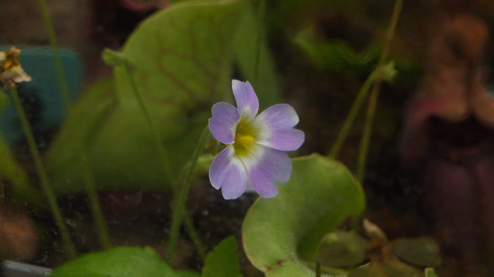 樱叶捕虫堇Pinguicula primuliflora 樱叶捕虫堇Pinguicula primuliflora