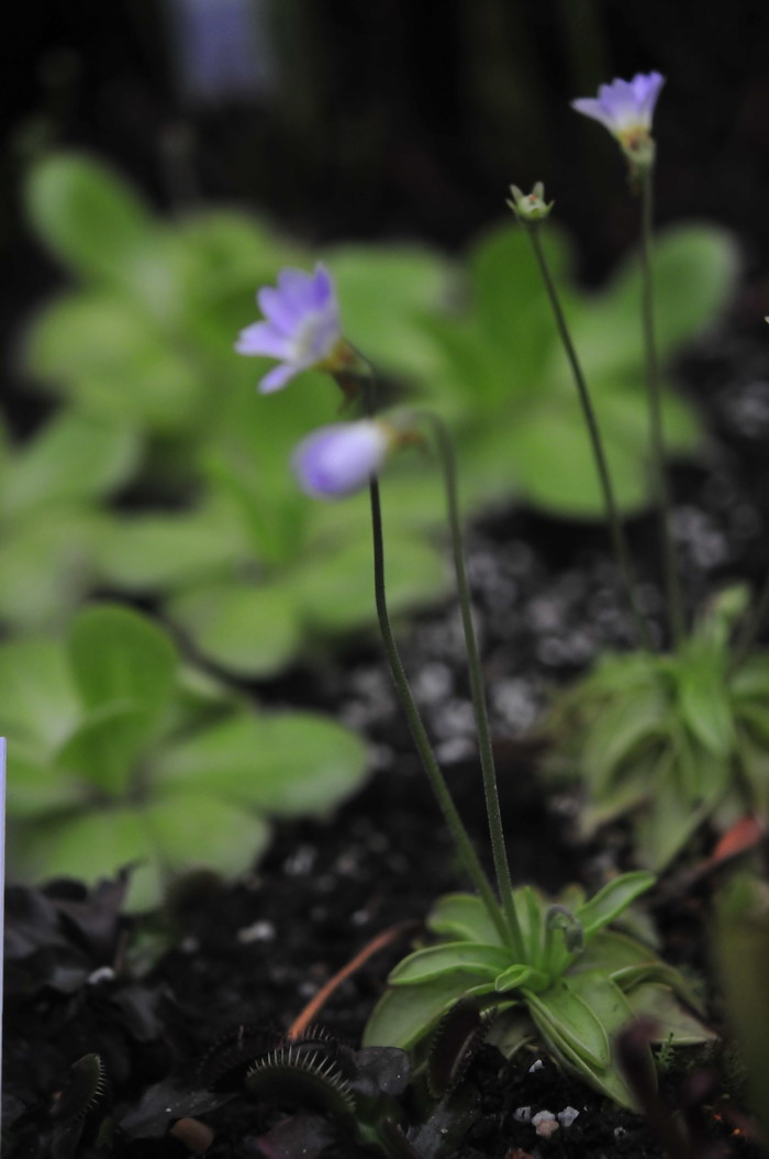 樱叶捕虫堇Pinguicula primuliflora