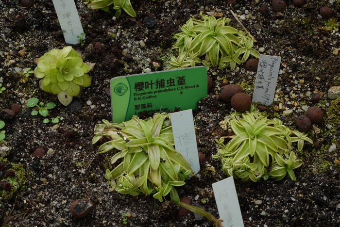 樱叶捕虫堇Pinguicula primuliflora