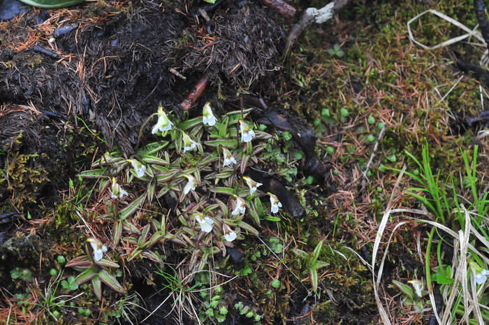 高山捕虫堇 高山捕虫堇