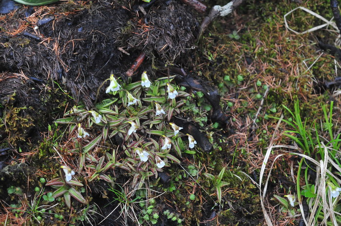 高山捕虫堇