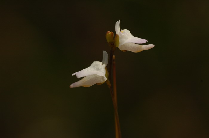 长梗耳挖草Utricularia limosa 长梗耳挖草Utricularia limosa