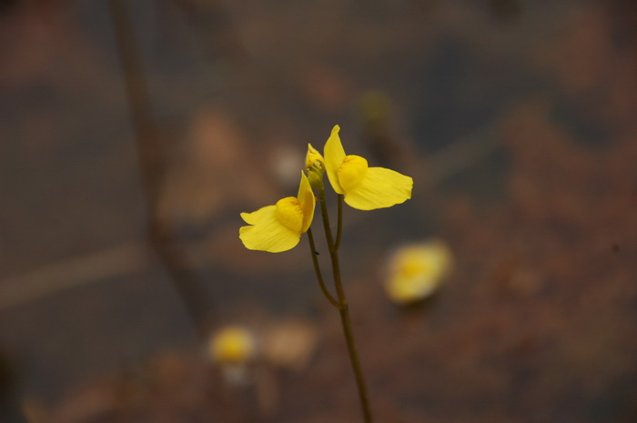 黄花狸藻Utricularia aurea