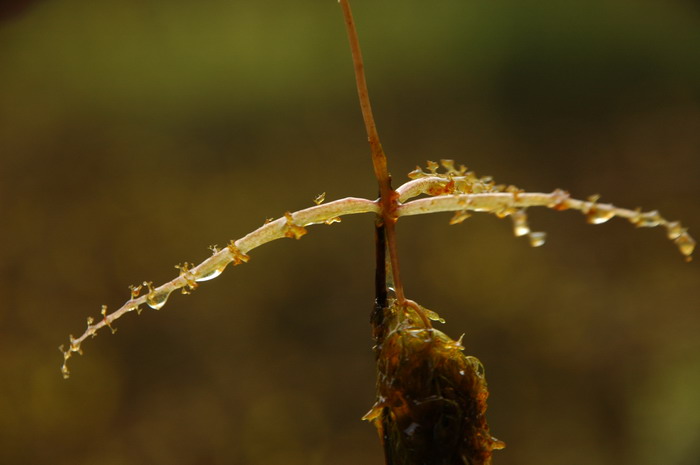 黄花狸藻Utricularia aurea 黄花狸藻Utricularia aurea