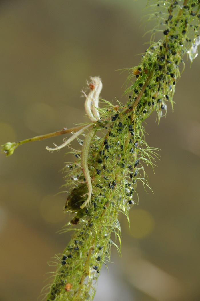 黄花狸藻Utricularia aurea 黄花狸藻Utricularia aurea