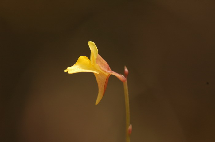 挖耳草Utricularia bifida