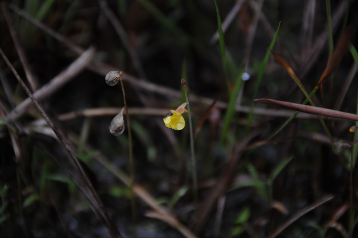 挖耳草Utricularia bifida 挖耳草Utricularia bifida